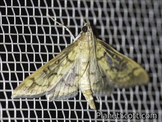 Pearl Moth (Mimorista subcostalis)