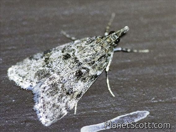 Moss-eating Crambid Snout Moth (Eudonia sp)