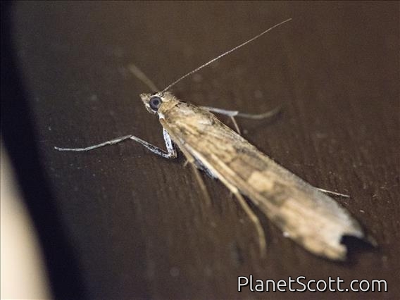 Lucerne Moth (Nomophila nearctica)