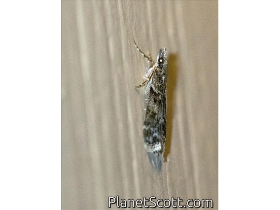 Crambid Snout Moth (Scoparia sp)