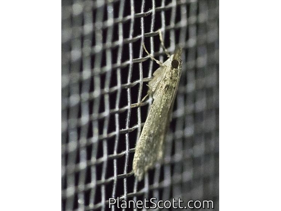 Crambid Snout Moth (Crambidae sp89)