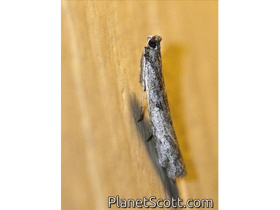 Knot-horn Moth (Phycitodes sp)