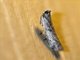 Knot-horn Moth (Phycitodes sp)