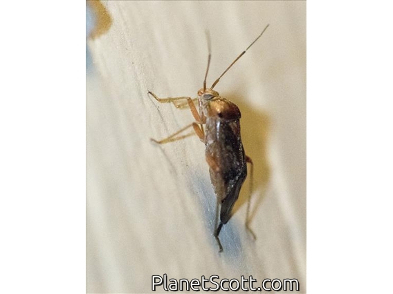 Plant Bug ()