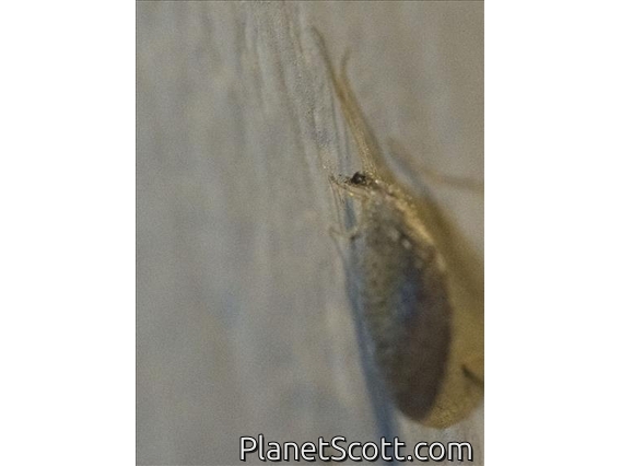 Brown Lacewing (Hemerobius sp)