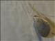 Brown Lacewing (Hemerobius sp)