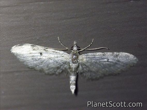 Pug Moth (Eupitheciini sp)