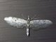 Pug Moth (Eupithecia sp)
