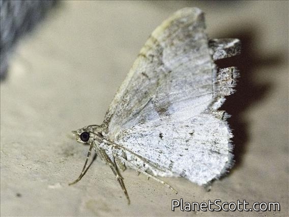 Carpet Moth (Larentiinae sp)