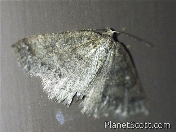 Geometer Moth (Drepanulatrix quadraria)