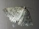 Geometer Moth (Drepanulatrix quadraria)