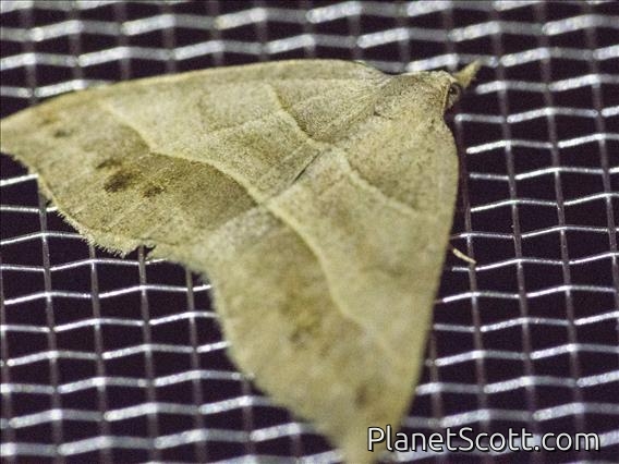 Lorquin's Angle (Macaria lorquinaria)