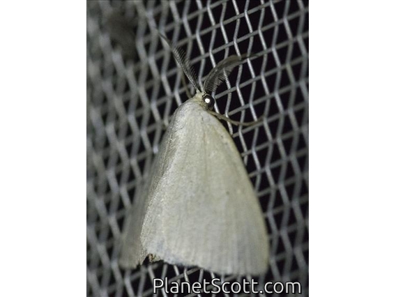 Geometer Moth (Eudrepanulatrix sp)