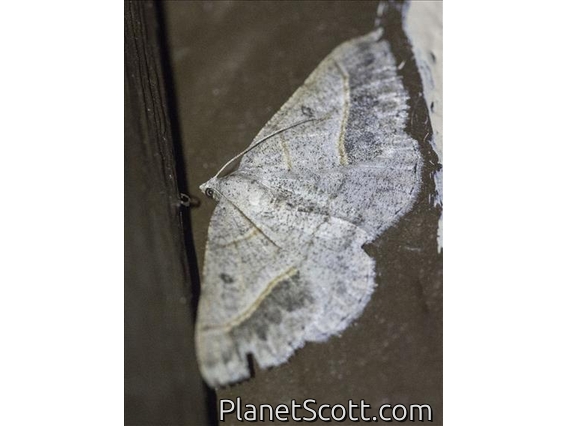 Geometer Moth (Digrammia neptaria)