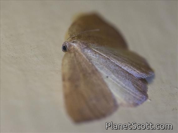 Geometer Moth (Drepanulatrix sp)