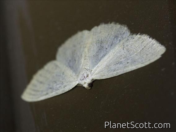 Caberini Moth (Eudrepanulatrix rectifascia)