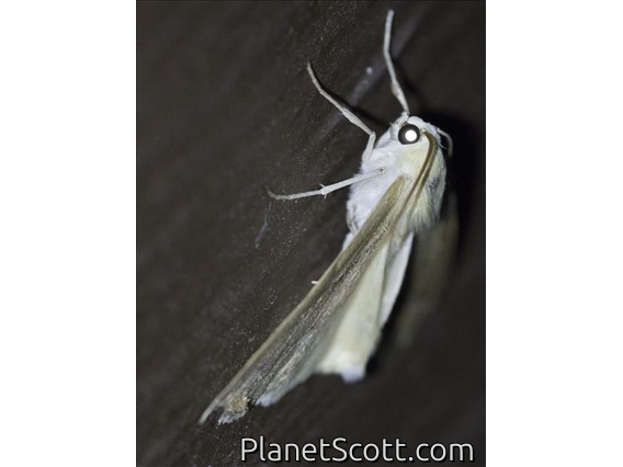 Geometer Moth (Sabulodes edwardsata)