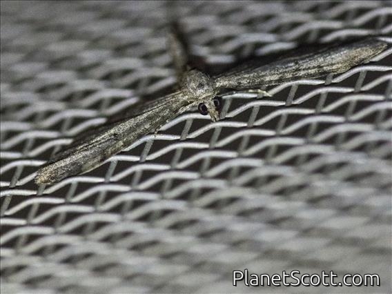 Pug Moth (Eupitheciini sp)