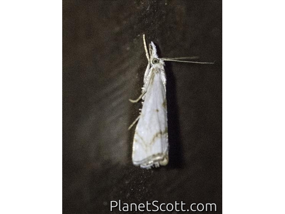 Crambid Snout Moth (Crambidae sp)