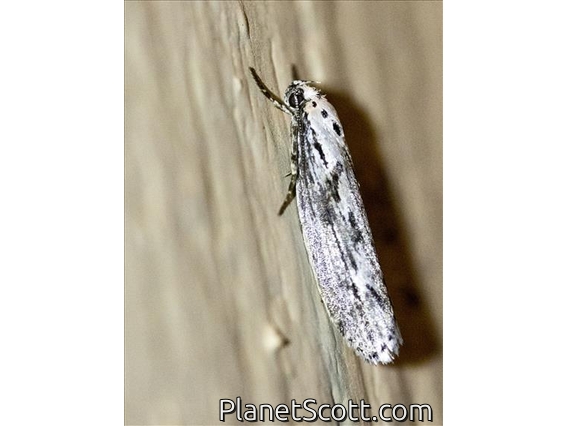 Flat-bodied Moth (Ethmia sp)