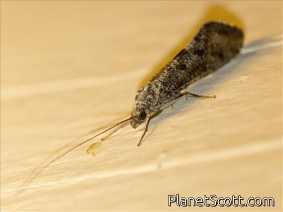 Caddisfly