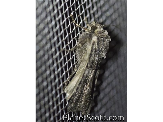 Lappet Moth (Lasiocampida sp)
