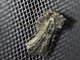 Cutworm Moth (Noctuidae sp)