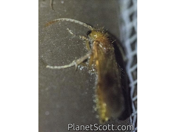 Nocturnal Velvet Ant (Sphaeropthalma sp)