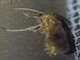Nocturnal Velvet Ant (Sphaeropthalma sp)
