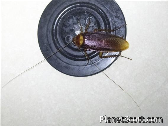 American Cockroach (Periplaneta americana)