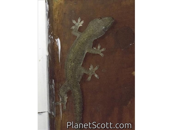Asian House Gecko (Hemidactylus frenatus)