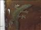 Asian House Gecko (Hemidactylus frenatus)