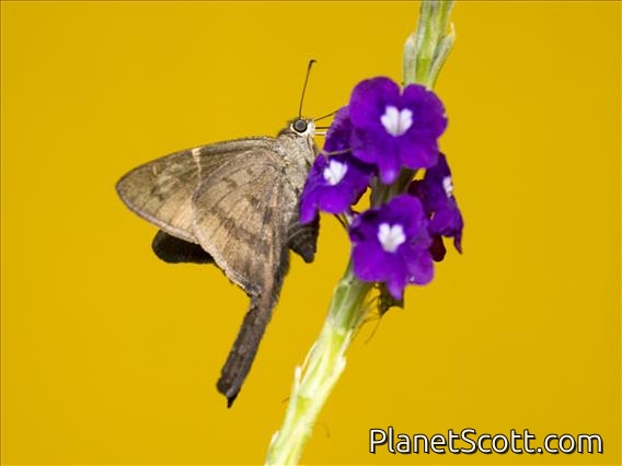 Plain Longtail (Spicauda simplicius)
