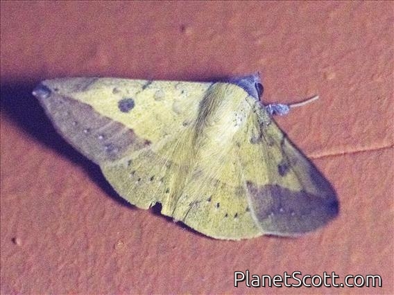 Velvetbean Caterpillar Moth (Anticarsia gemmatalis)