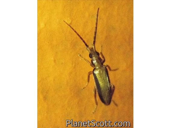False Blister Beetle (Oedemeridae sp)