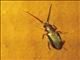 False Blister Beetle (Oedemeridae sp)