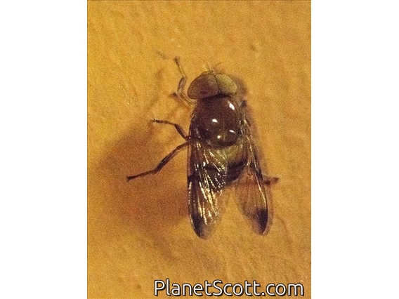 Hover Fly (Palpada sp)