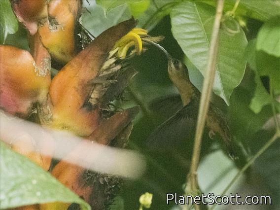 Long-billed Hermit (Phaethornis longirostris)
