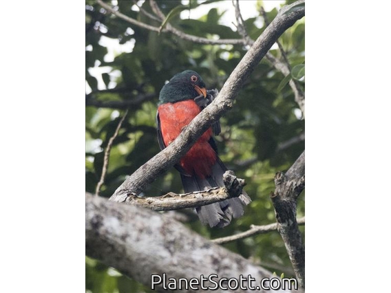 Slaty-tailed Trogon (Trogon massena) - Male