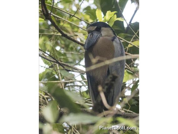 Boat-billed Heron (Cochlearius cochlearius)