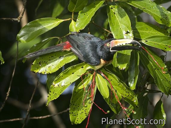 Collared Aracari (Pteroglossus torquatus)