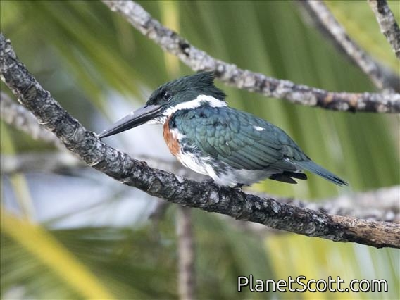 Amazon Kingfisher (Chloroceryle amazona) - Male
