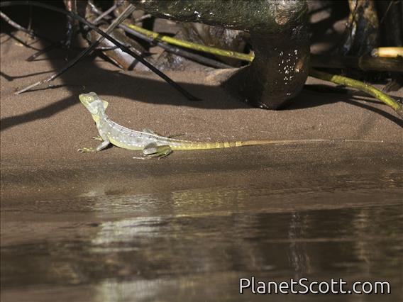 Green Basilisk (Basiliscus plumifrons)