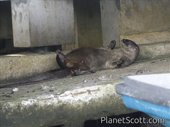 Northern Neotropical River Otter (Lontra annectens)