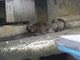 Northern Neotropical River Otter (Lontra annectens)
