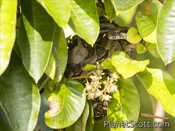 Central American Boa (Boa imperator)