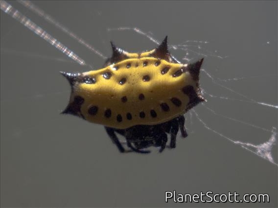 Spinybacked Orbweaver (Gasteracantha cancriformis)