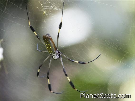 Golden Silk Orb-weaver (Trichonephila clavipes)