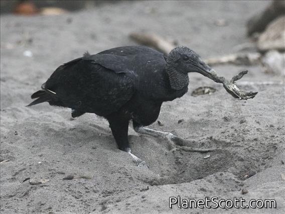 Black Vulture (Coragyps atratus)