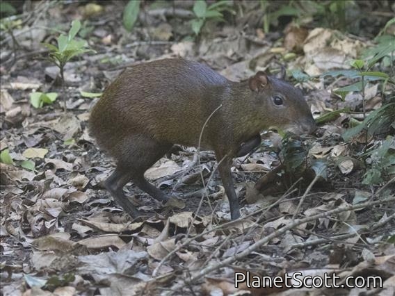 Central American Agouti (Dasyprocta punctata)